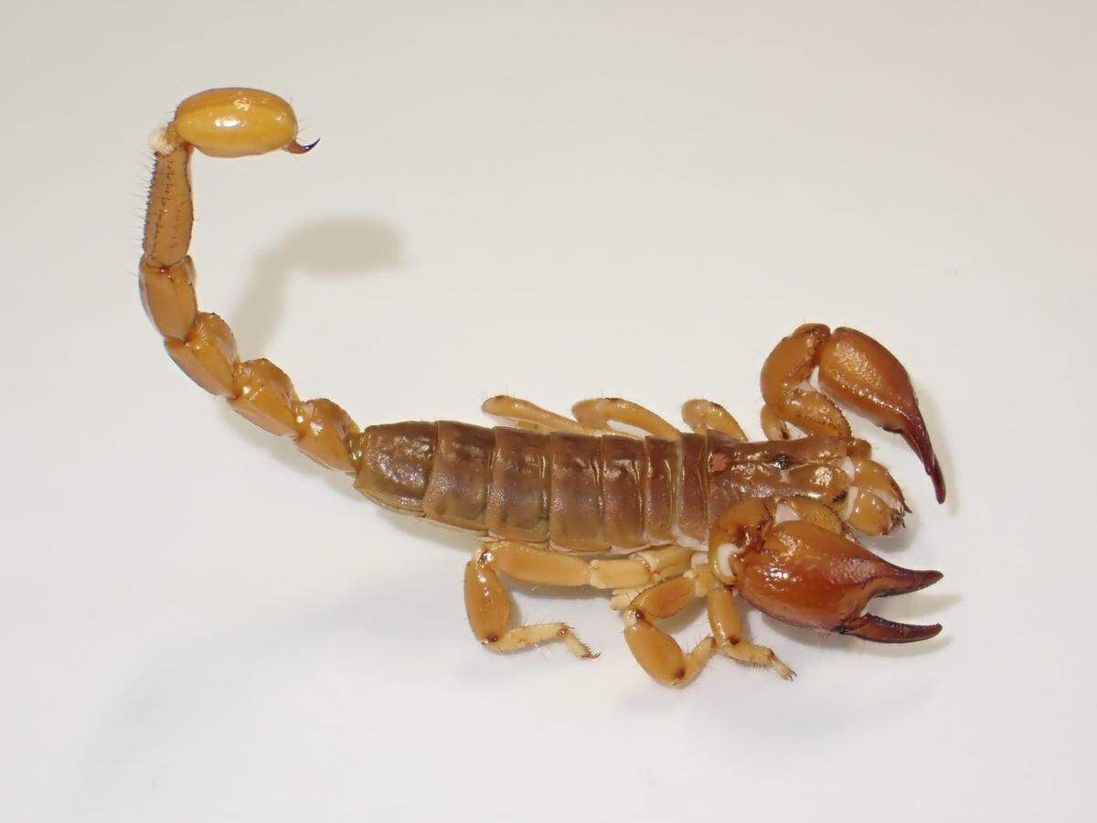 A photo shows a male specimen of one of the new species, which are externally identical.