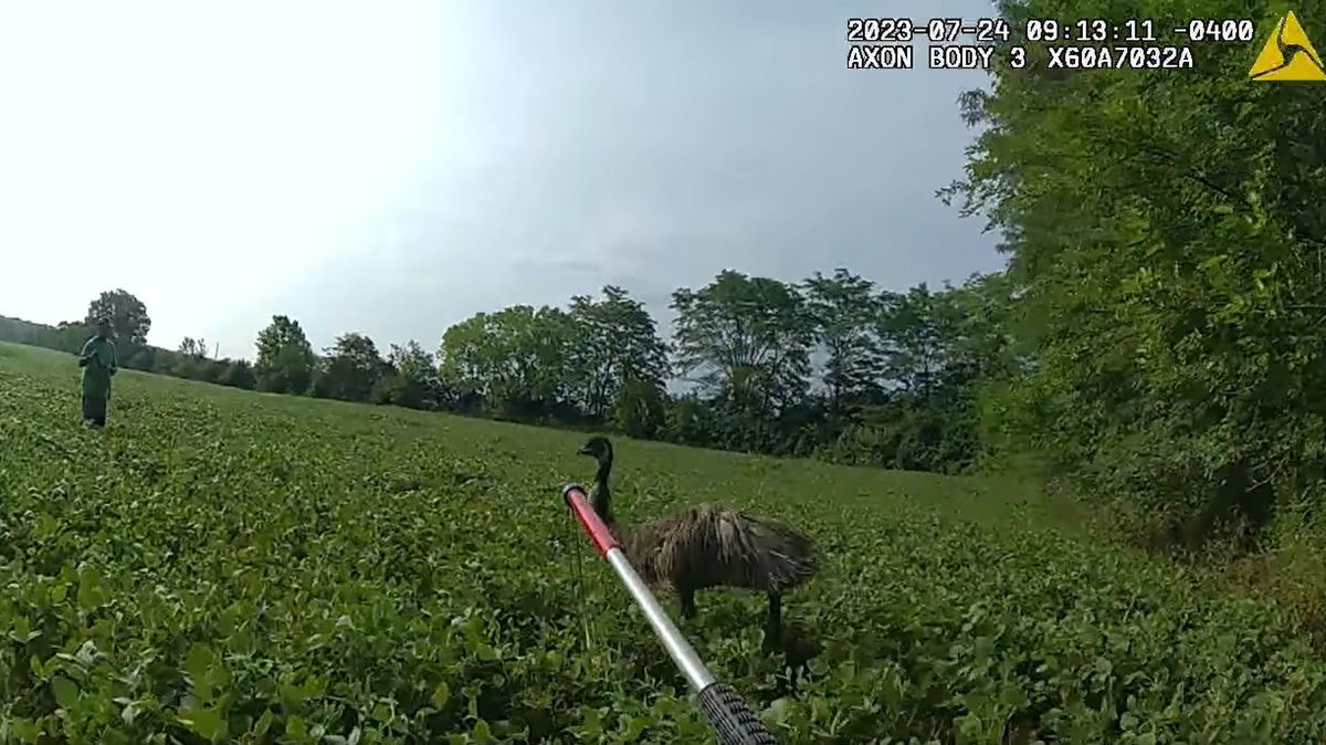 An emu lead officers on a chase after escaping from a sanctuary in Ohio, police said.