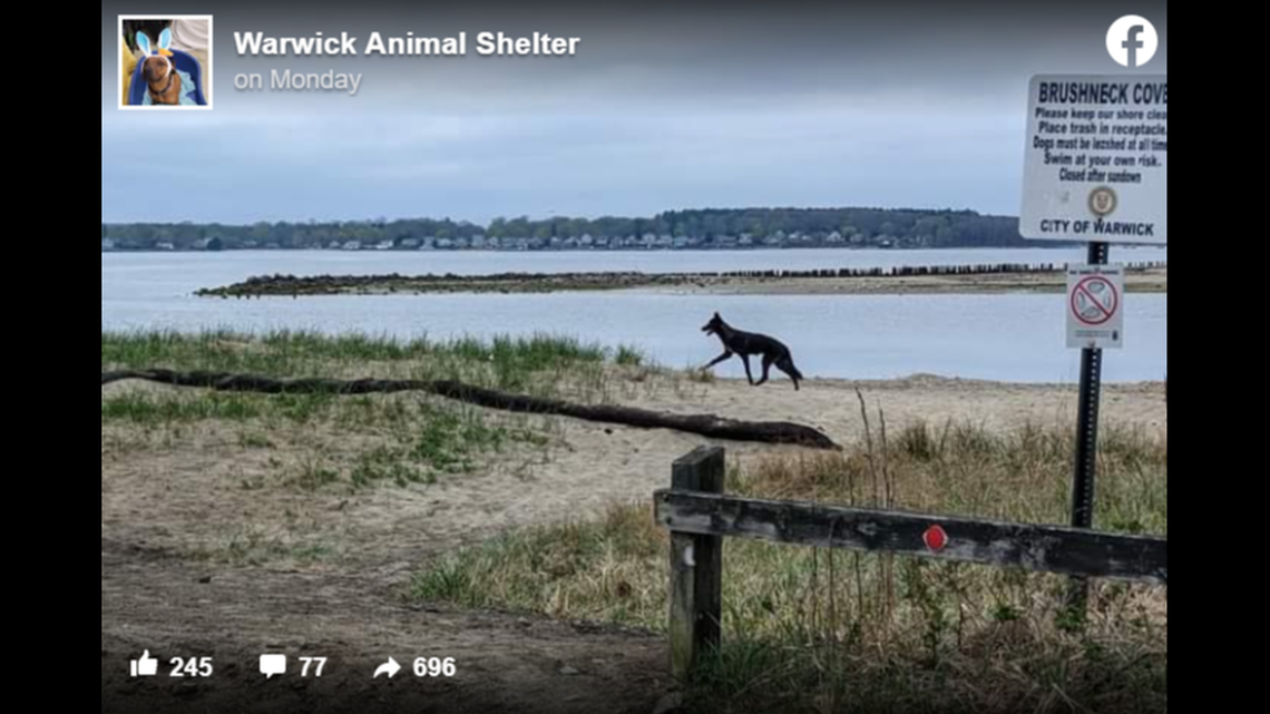 The animals, later identified as dogs, may be hybrids which are illegal to own in Rhode Island.