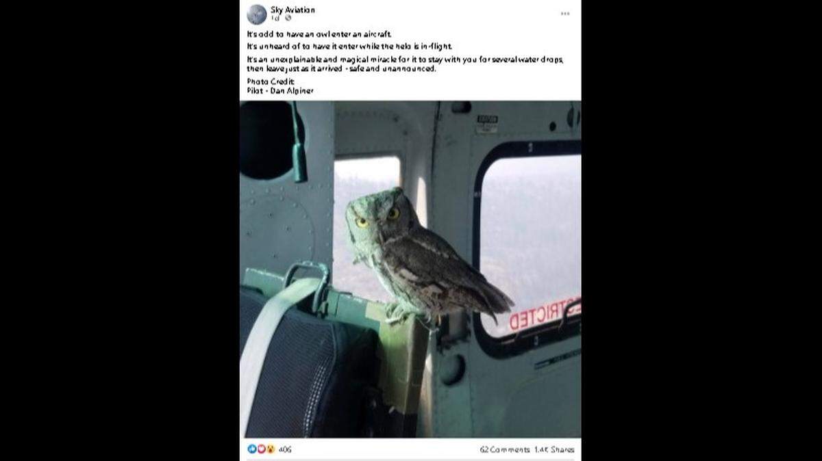 As a pilot dumped loads of water on the Creek Fire in California, an unexpected visitor hitched a ride mid-flight. The pilot got a photo of the owl riding shotgun.