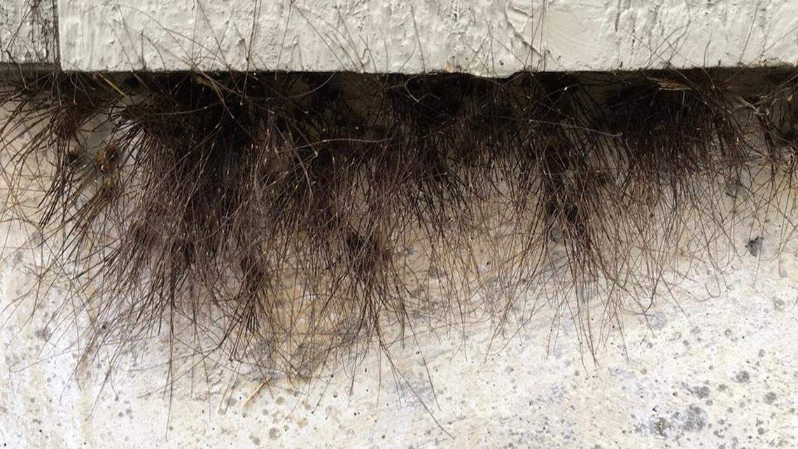 This isn’t a furry building — it’s hundreds of daddy longlegs, Alaska park rangers say