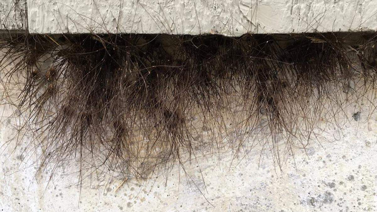 Rangers at Alaska’s Glacier Bay National Park and Preserve posted a Halloween picture showing hundreds of daddy long legs hanging off a building, making it look like it was furry. Rangers said the clustering is for hunting or protection.