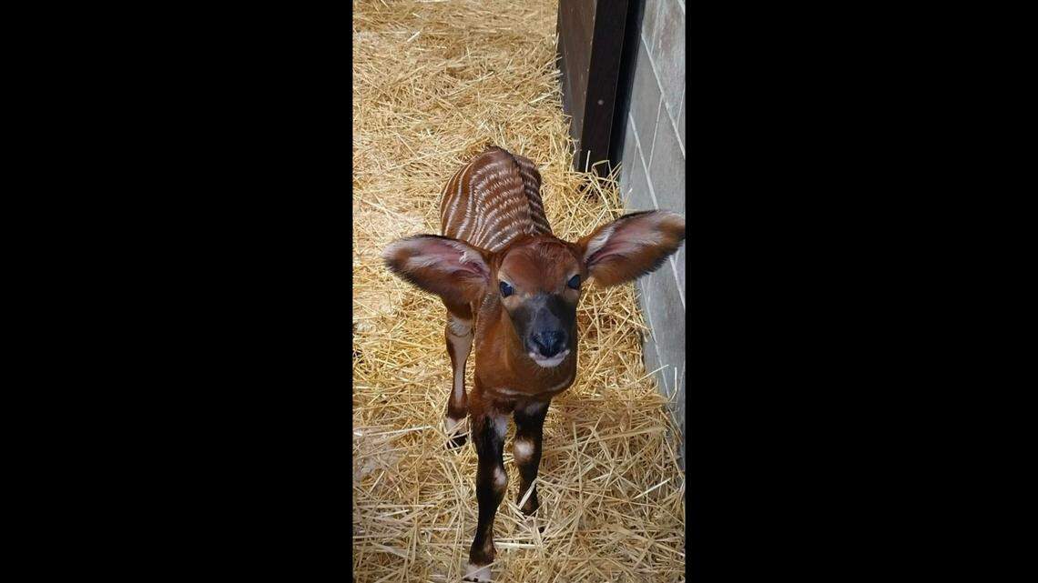 An eastern bongo, a rare and reclusive creature, was born at the Cincinnati Zoo, officials said.