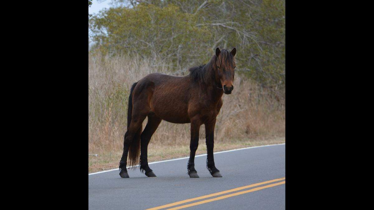 Chip, an aggressive wild horse, will now live in Texas.