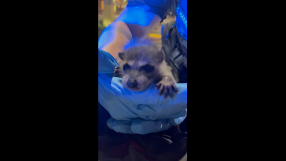 A baby raccoon was found in a woman’s backpack when officers searched it for drugs, Florida police said.