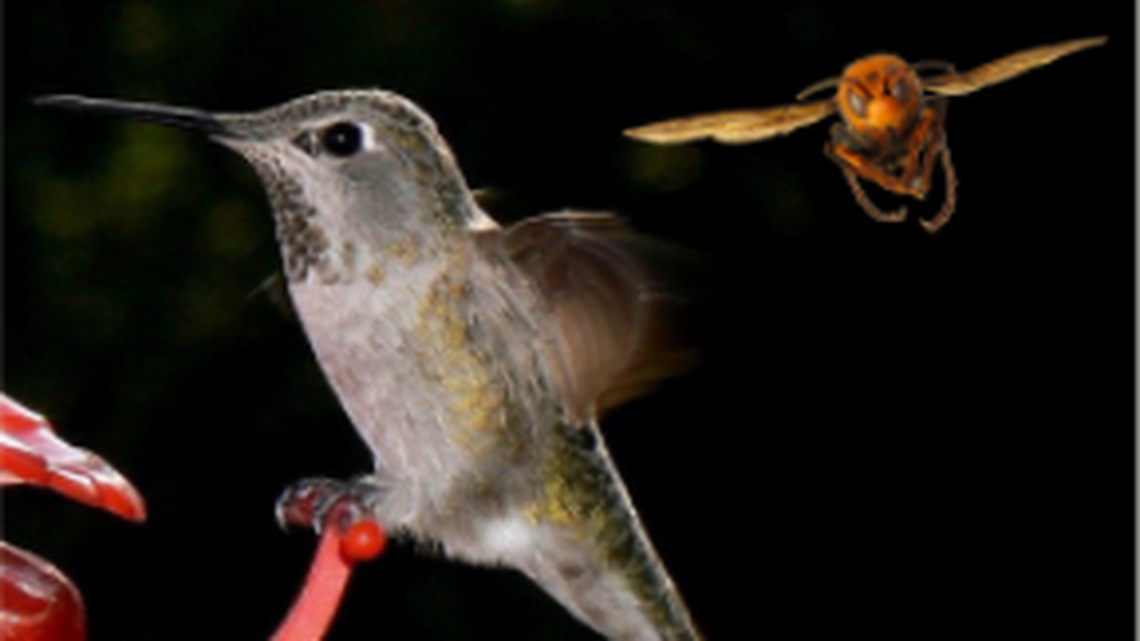Murder hornets could be attracted to your hummingbird feeder, Washington officials say