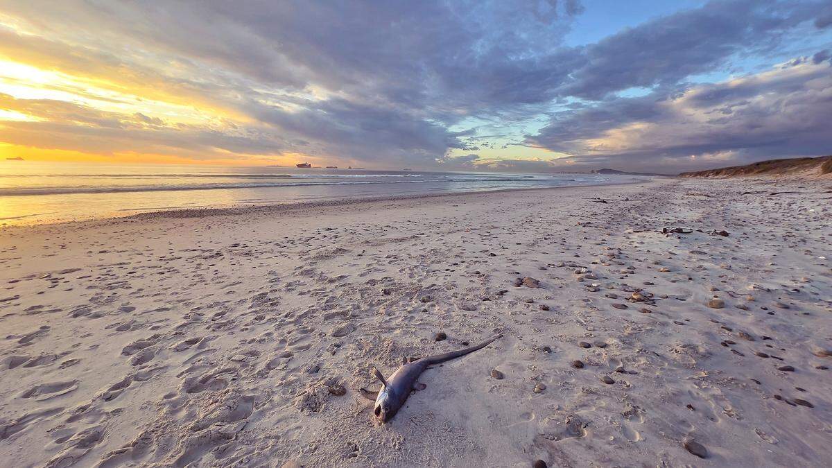 Thresher sharks typically like warmer, deep water, but this juvenile found its way to a South African beach.