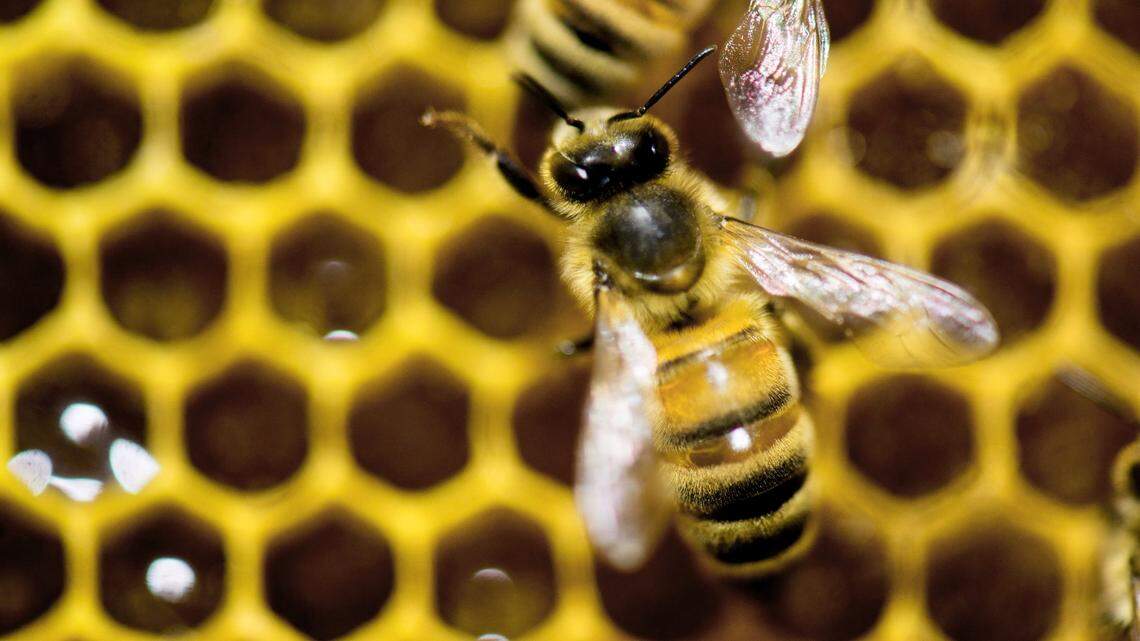 A bee attack killed a Mexican citizen crossing into the United States, officials say.