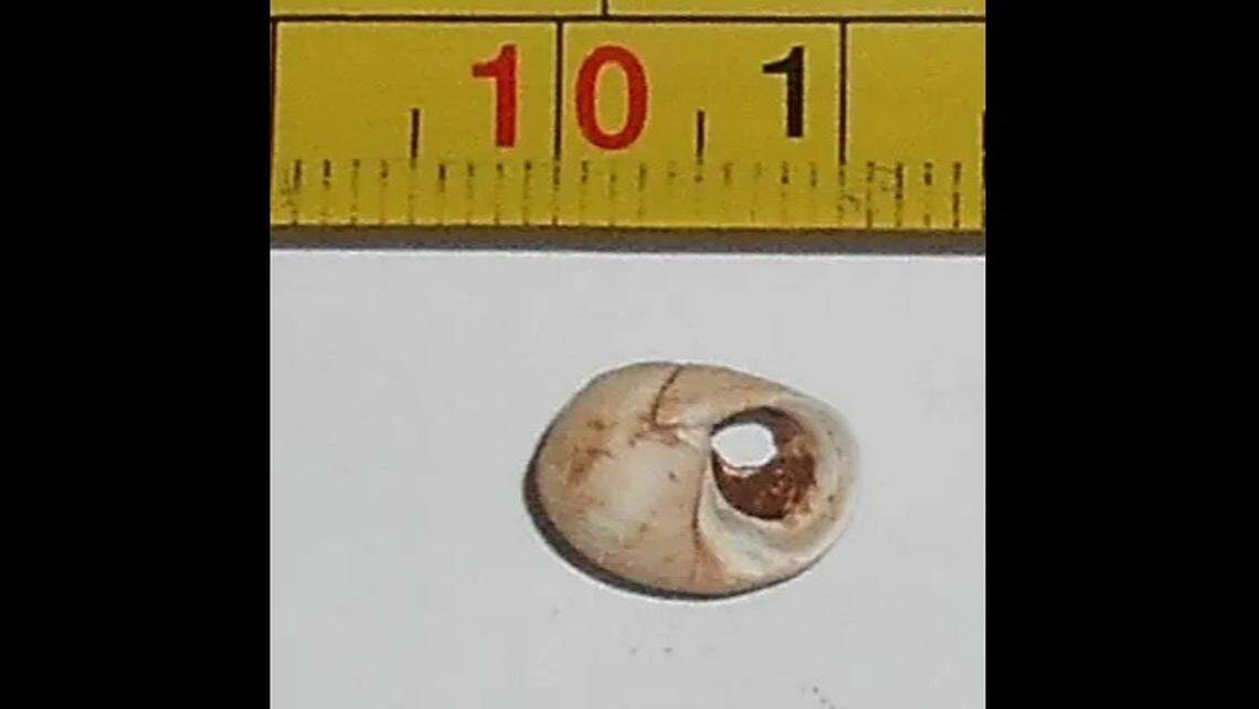 Martin Stables found human bones and periwinkle shell beads inside the cave.