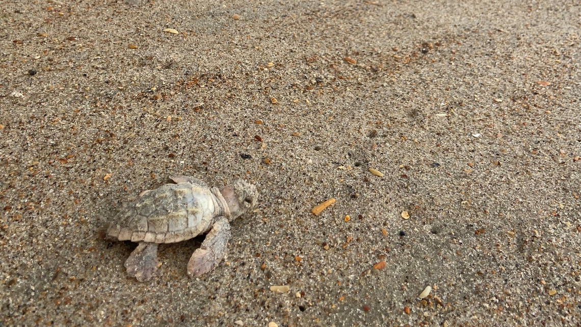Biologists found a genetically-rare baby sea turtle in a nest on the Outer Banks, according to the National Park Service.