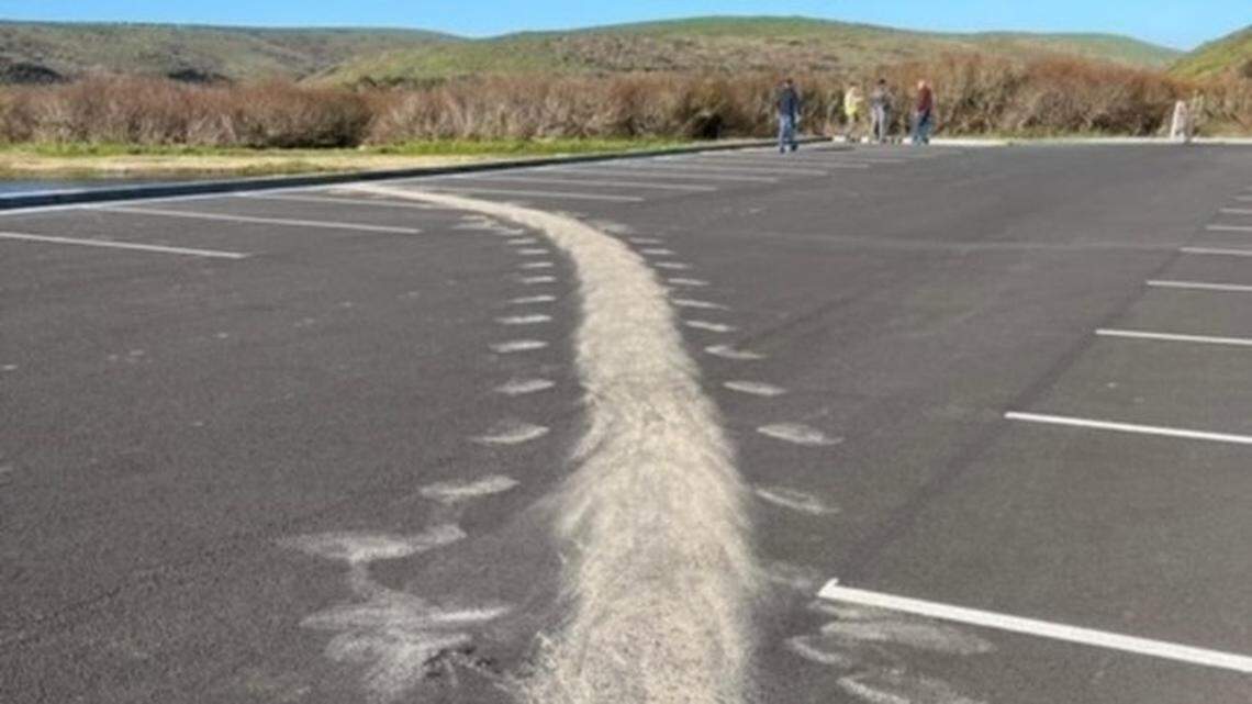 An elephant seal left tracks behind at Point Reyes National Seashore.
