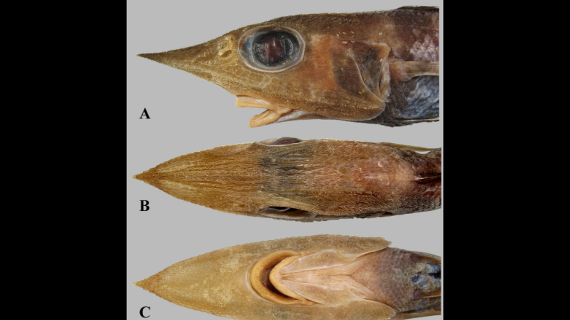 The creatures mouth sits on the underside of its body, beneath it’s long snout.
