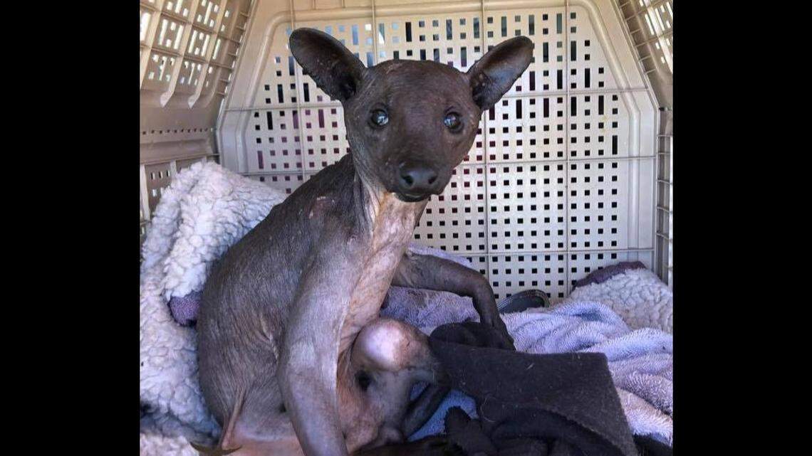 Orlando, Florida, animal rescuers discovered a hairless, sickly animal that looked like a Chihuahua or a mythical chupacabra underneath a car — and identified it as a raccoon, which is now fighting to stay alive.