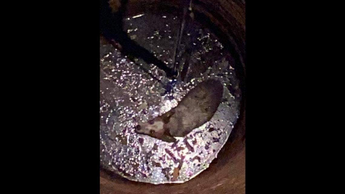 Illinois firefighters rescued a dog that fell into a 40-foot well and survived. Photo from Prairietown Fire Department on Facebook.