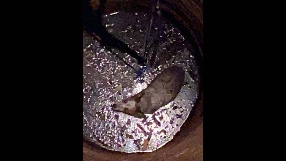Illinois firefighters rescued a dog that fell into a 40-foot well and survived. Photo from Prairietown Fire Department on Facebook.