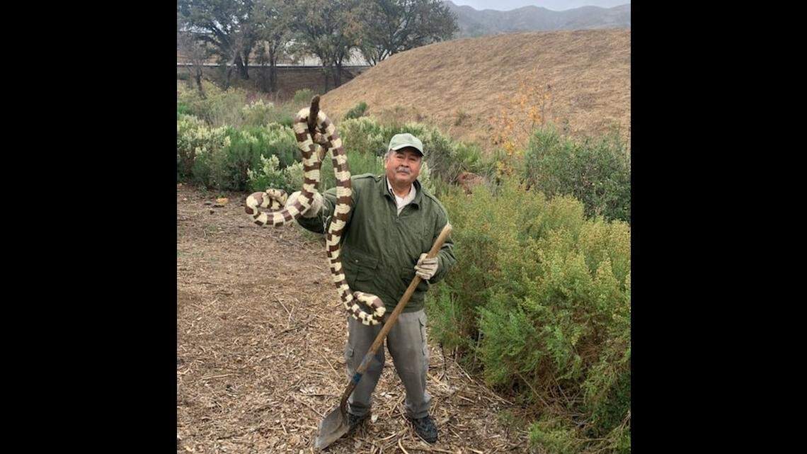 Alberto Silva, a staffer at the Mountains Recreation and Conservation Authority, rescued a huge California kingsnake.
