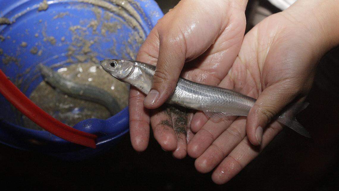 A grunion hunter shows a grunion caught at Cabrillo Beach in San Pedro, Calif. The California grunion does something no other fish on the planet is known to do. It surfs a wave right out of its world and into ours. Then it plops itself down on the sand to lay and fertilize its eggs before waiting patiently for another big wave to carry it home.