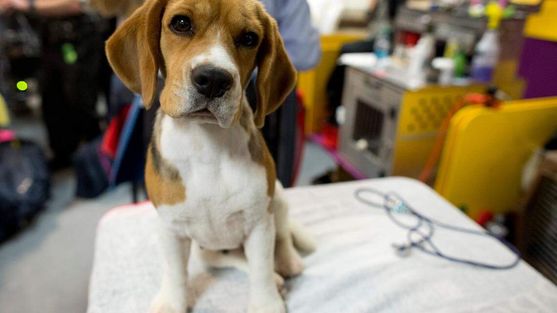 Molly, a beagle from Bangkok, Thailand, during the 140th Westminster Kennel Club Dog Show in February 2016 at Madison Square Garden in New York. A California company was ordered to provide over $930,000 in debt relief and restitution after officials said it illegally leased dogs in Massachusetts.