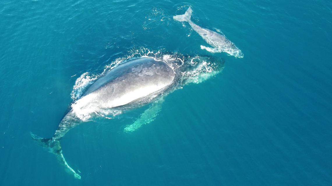 The calf stayed near its mother’s head, swimming and playing.