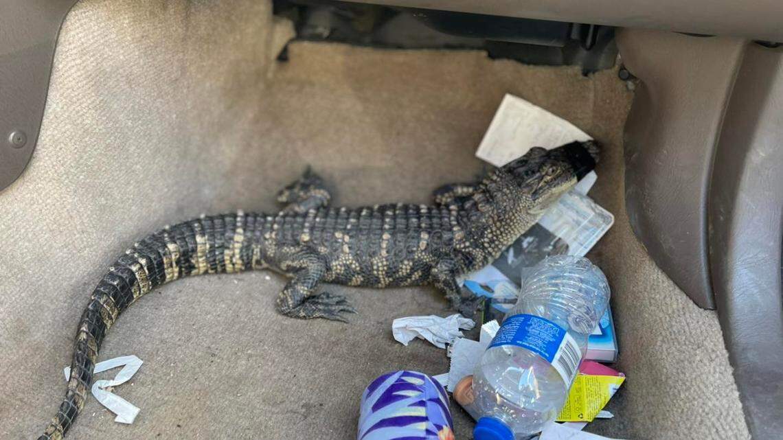 A California man who was pulled over by police cautioned them about the live alligator in his car.