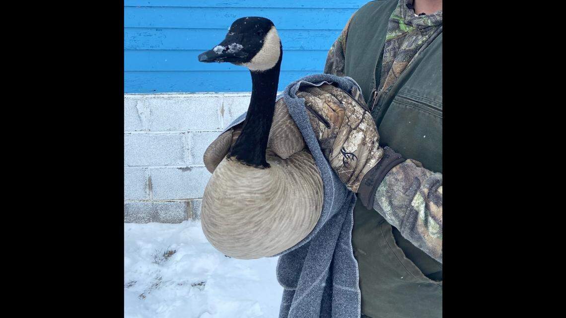 A goose was frozen to the downspout of a Paola, Kansas, home by its tail feathers, officials say. Photo from Kansas Wildlife, Parks and Tourism on Facebook.
