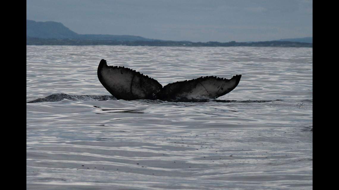 The tail of a new whale, HBIRL125, who was spotted for the first time in Donegal Bay.