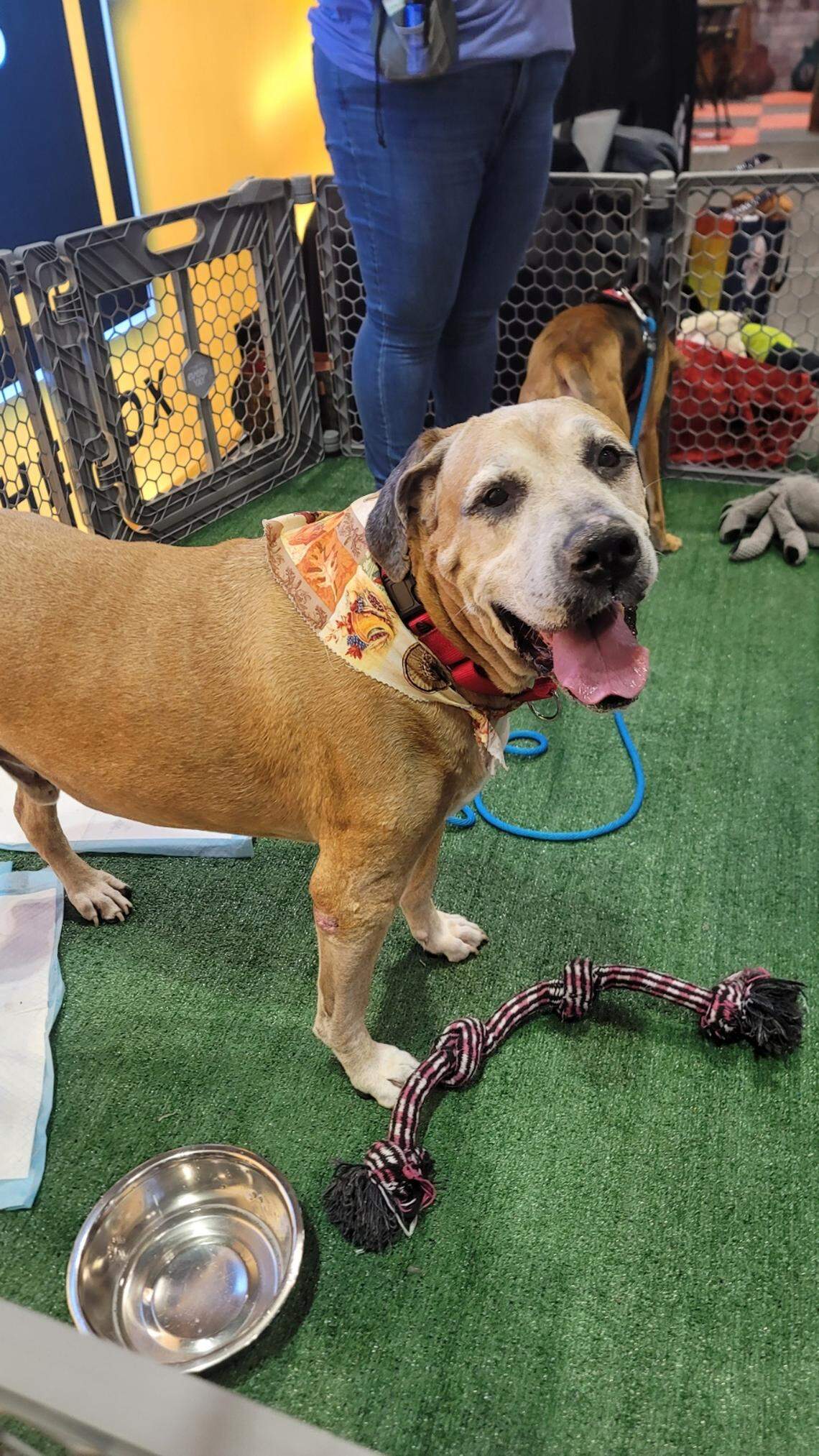 Susan Naylor, the SPCA of Brevard executive director, took Bruno to an event and to her home for a few days following the death of his previous owner.