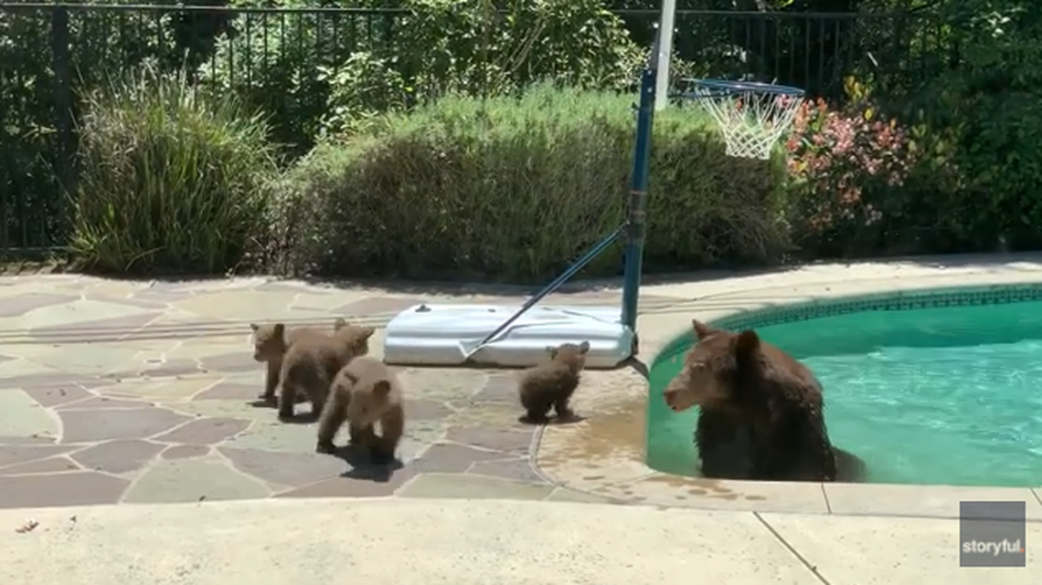 A mother bear and four cubs visited an Arcadia, California, vacation rental, video shows.