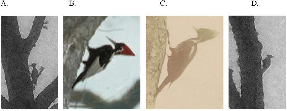 Comparison of photos taken of apparent Ivory-billed Woodpeckers in the study (A and D) with colorized photos taken of the birds in 1935 (B and C).