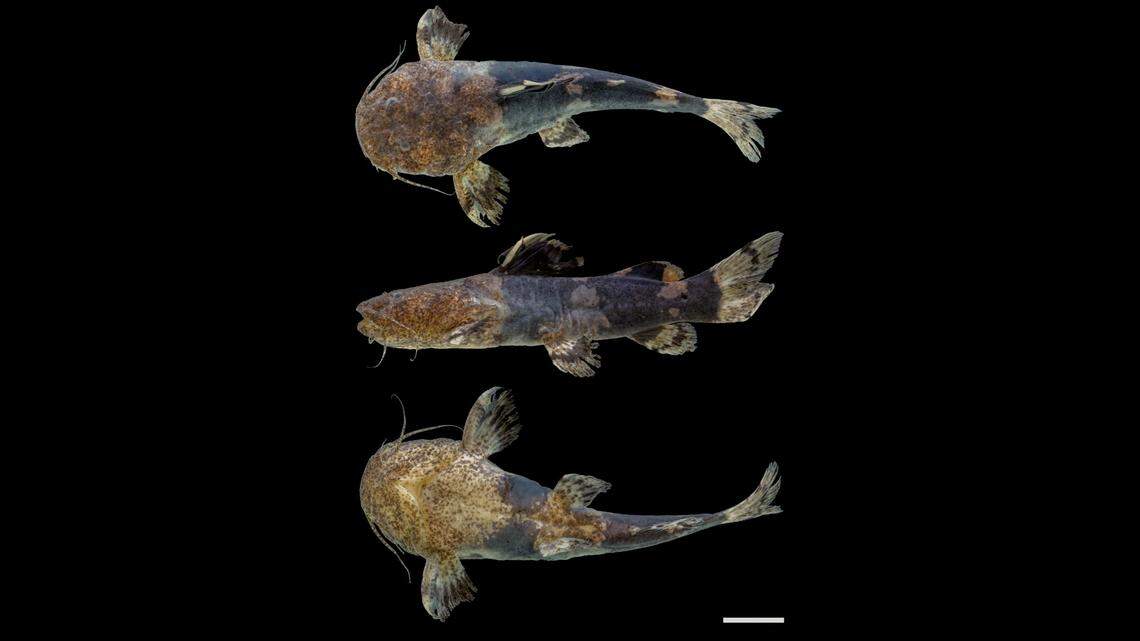The catfish’s small eyes are covered by a layer of skin, according to the study.