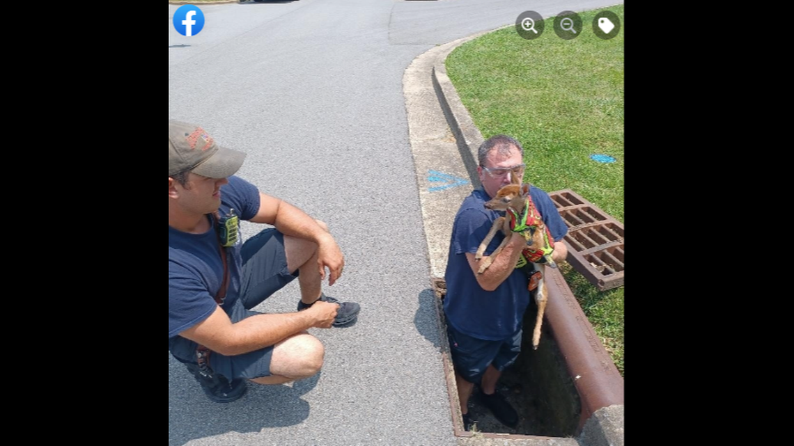 Firefighters estimate the deer was only a few weeks old when it found itself trapped in a storm drain.