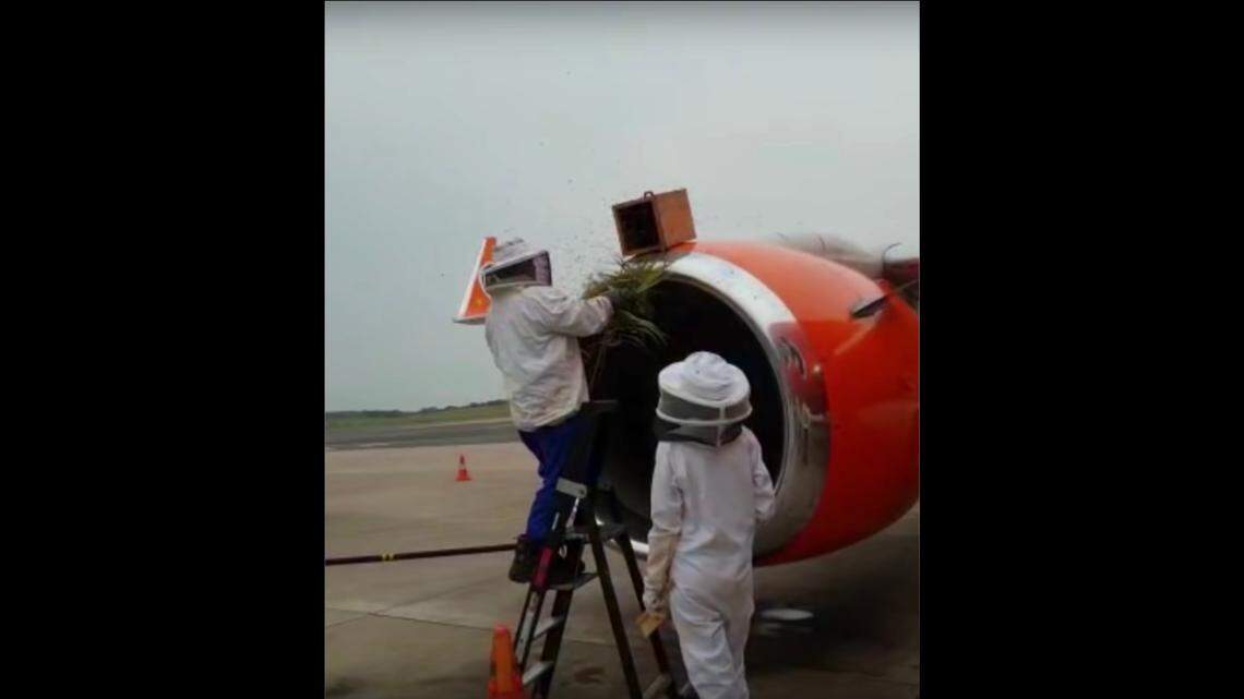 As many as 20,000 bees swarmed into the engine of a Mango Airlines plane at King Shaka International Airport in Durban, South Africa, in just 25 minutes. They had to be removed by two beekeepers, delaying the flight, according to the airline.