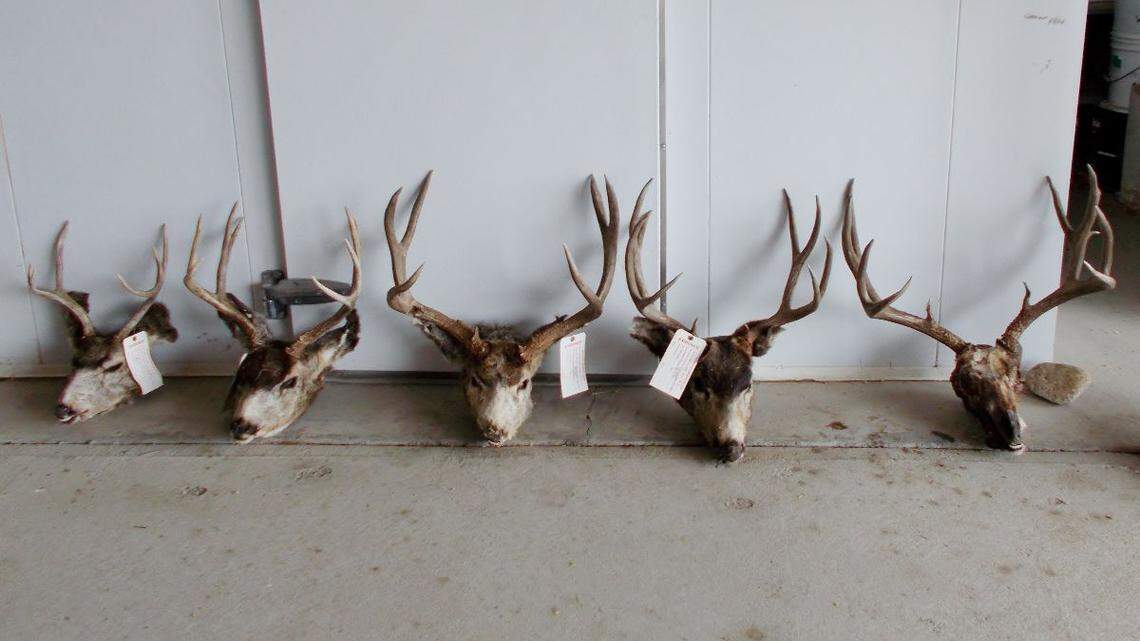 A Colorado man who pleaded guilty to illegally killing 12 deer, two turkeys and a bighorn sheep ram is banned from hunting in 48 states and received six months in prison.