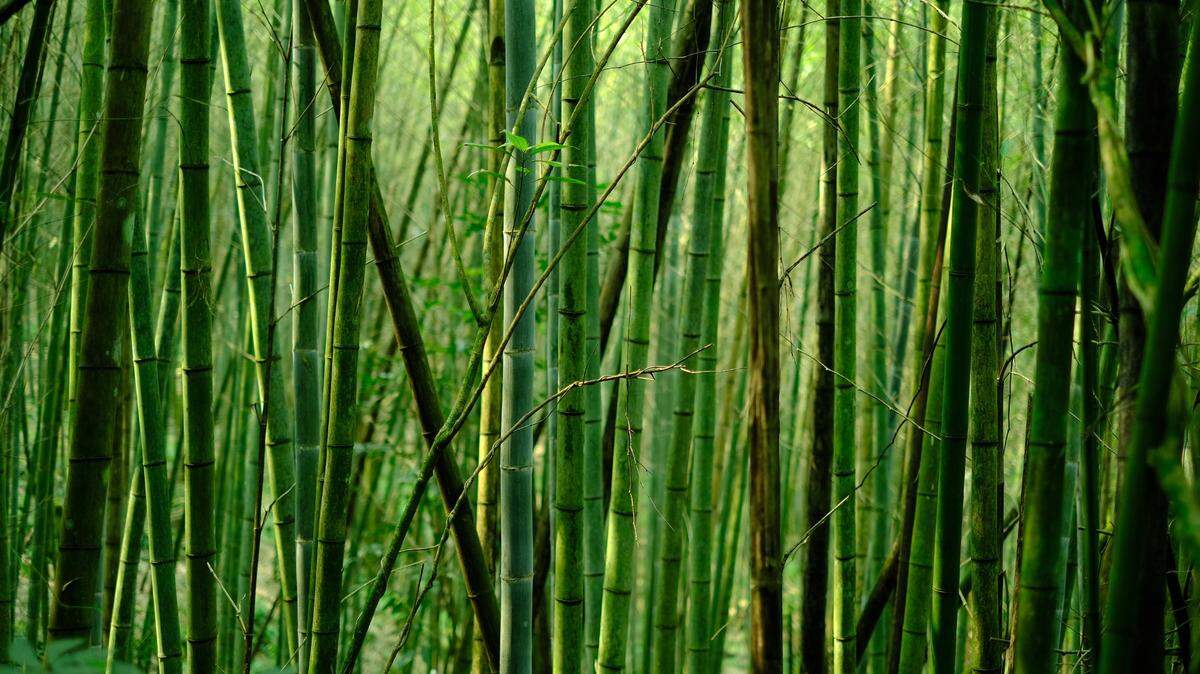 There are fewer than 10,000 of the forest creatures left in the wild, wildlife officials estimate.