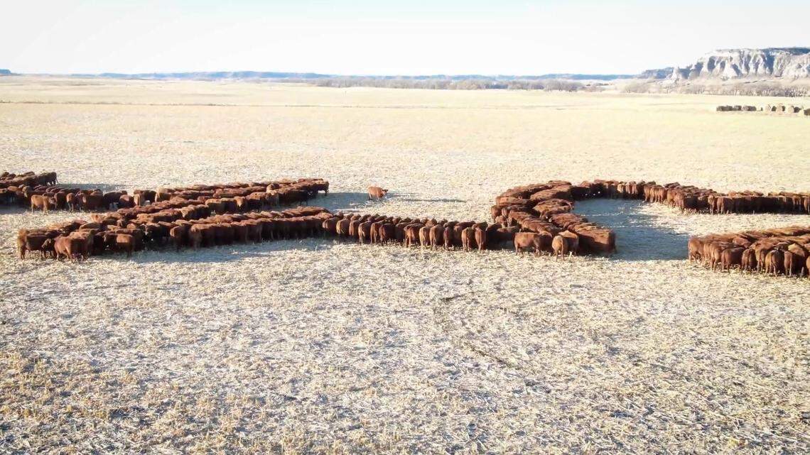 Nebraska rancher David Schuler shared a message for health care workers during COVID-19 pandemic by lining up cattle in a heart and electrocardiogram shape. Screen grab from GroOp, LLC on Vimeo.