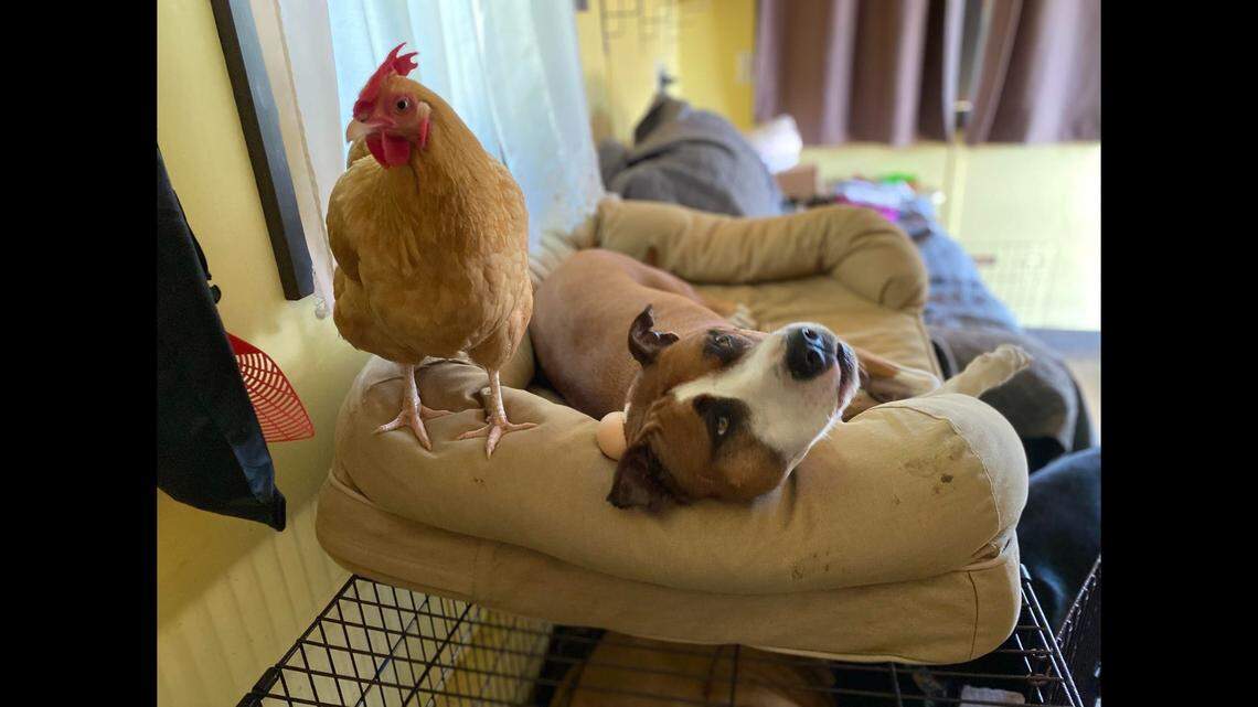 Theo has always been a gentle dog and loves people and other animals, even chickens, McMillan said.