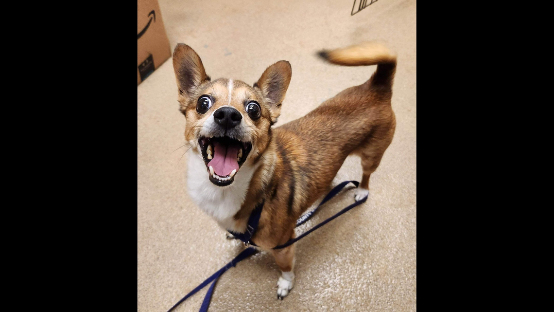 A “crazed” Chihuahua named Sporty is up for adoption, and a South Carolina agency wants to know if you’re “up for the challenge.”