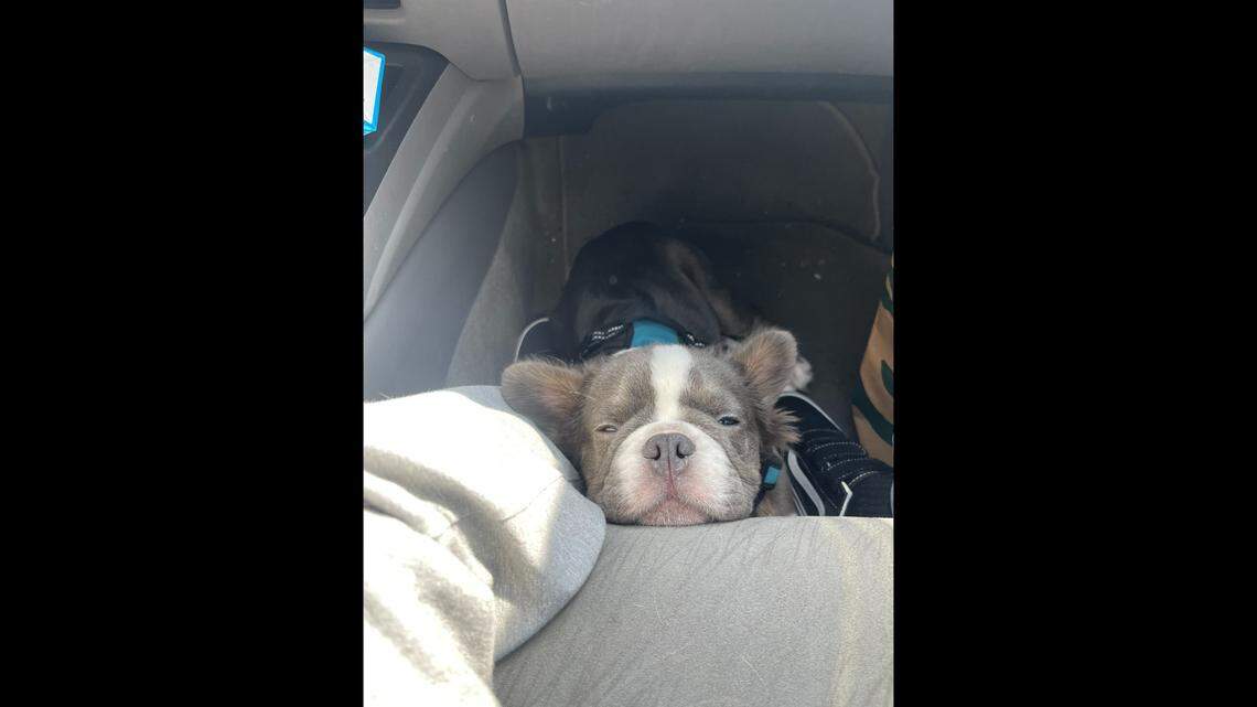 Burgos said he’s worried about Enzo, who is “literally 10 pounds” and “defenseless.”