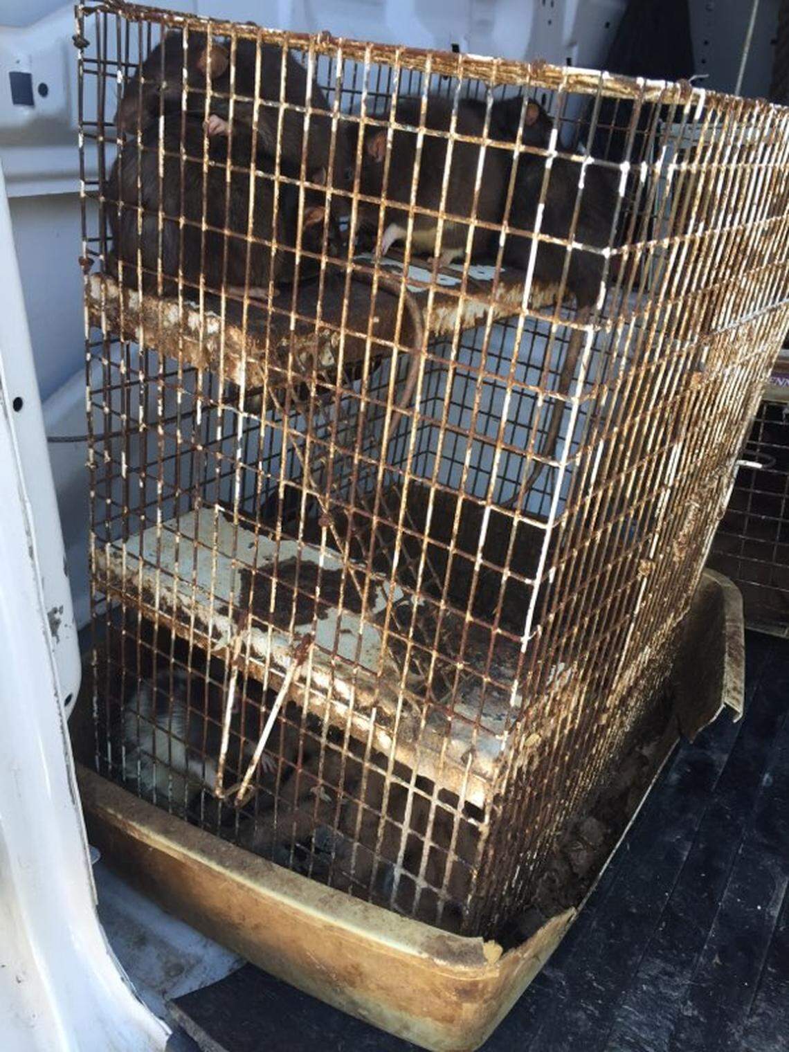 Detective Preciado, of the Ojai Police Department, said of the 55 rats: “Those were not pets.”