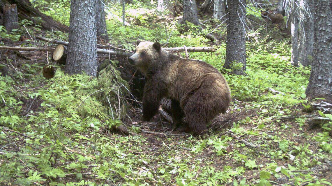 FILE - This June 20, 2014 file photo taken by an automatic trail camera provided by the U.S. Fish and Wildlife Service shows an adult female grizzly bear in the Cabinet Mountains in northwest Montana near Canada. A federal judge ruled Monday, Aug. 21, 2017 that the small population of grizzly bears in Montana and Idaho near the Canadian border can be considered endangered even if they are not on the brink of extinction. U.S. District Judge Dana Christensen’s order reversed the 2014 re-classification by U.S. wildlife officials for 40 to 50 bears of the Cabinet-Yaak bear population under the federal Endangered Species Act. (U.S. Fish and Wildlife Service via AP, File)