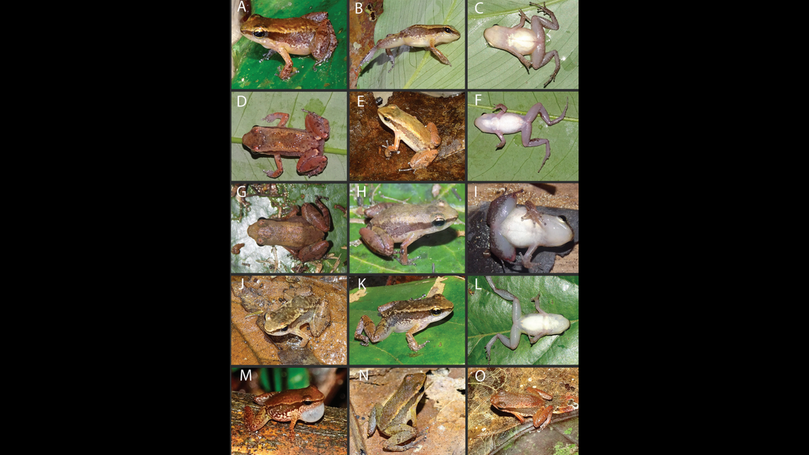 The frogs have a light brown coloration with varying dark brown patterns, according to the study.