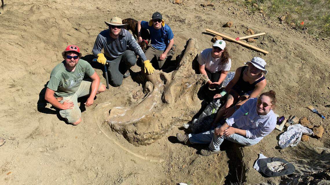 A group of researchers from Westminster College in Fulton, Missouri, excavated a 7-foot-long, 1.5-ton triceratops skull from the Badlands in South Dakota.