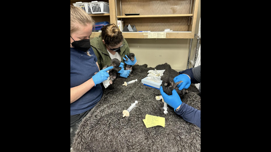 The cubs have receive around-the-clock care from staff, the wildlife center said.