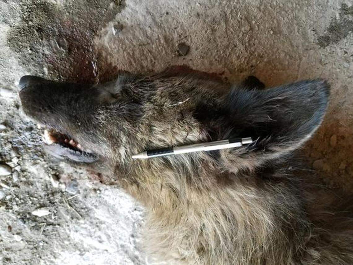 Is it a direwolf? Werewolf? A wolf-dog?