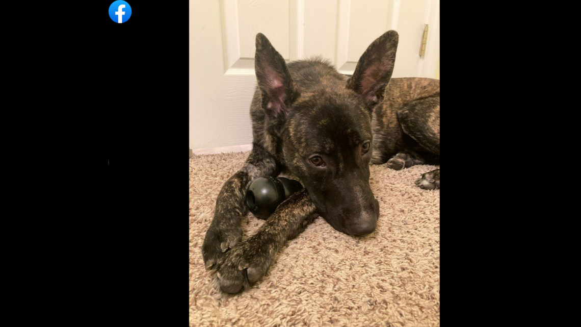 Rocky found a new home with one of the employees at the Flagler County Sheriff’s Office after it was shot in the face by its previous owner in April. “A little love goes a long way,” Rocky’s new owner said.