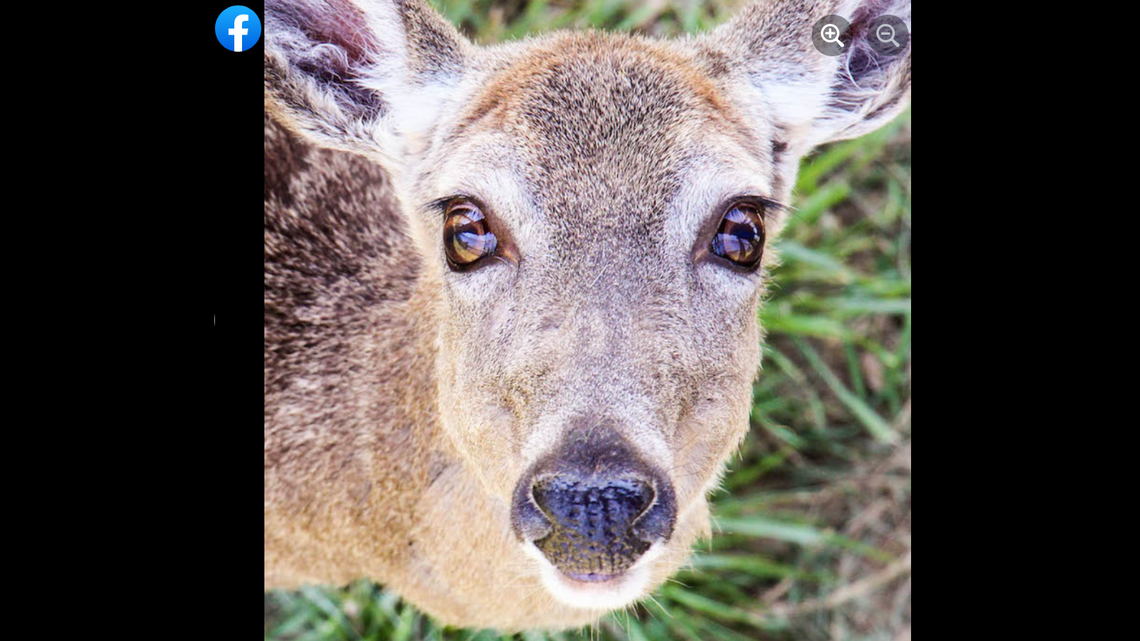 The two deer were found dead in their enclosure in an apparent wild bear attack, the center said.
