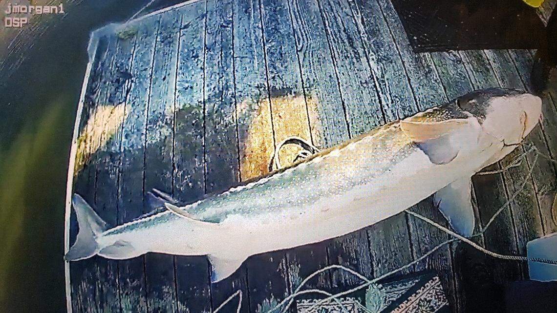 Oregon officials rescued five white sturgeon from a poaching attempt, including one 88 inches long and likely over 80 years old.
