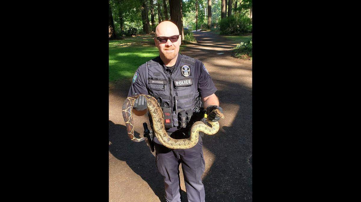 Camas Police officer Gary Manning holds a boa constrictor found in Lacamas Regional Park on July 22, 2021. Officials warn not to “release pets into the wild” after eight boa constrictors and pythons, which are not found in nature in Washington, were cleared from the area.