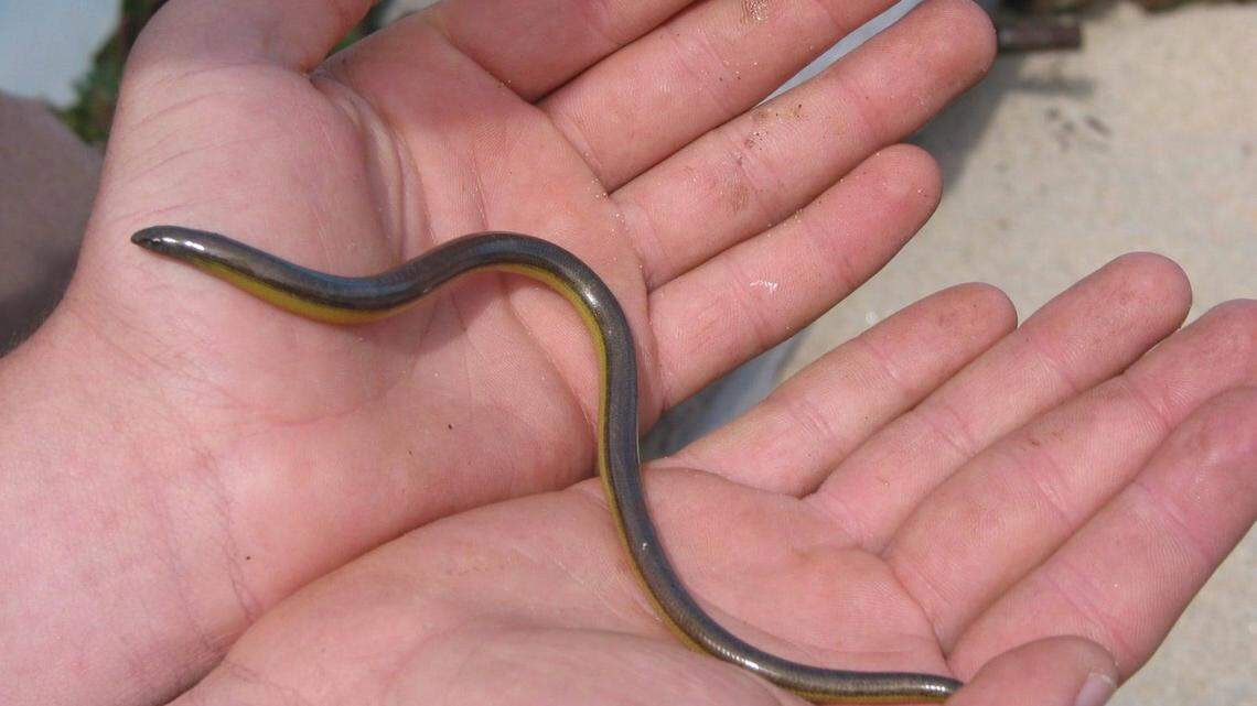U.S. Fish and Wildlife Service posted a photo last week of a California legless lizard that looks like a small snake.