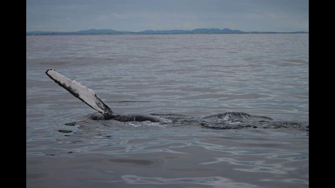 A humpback slapping its pectoral fin on the water.